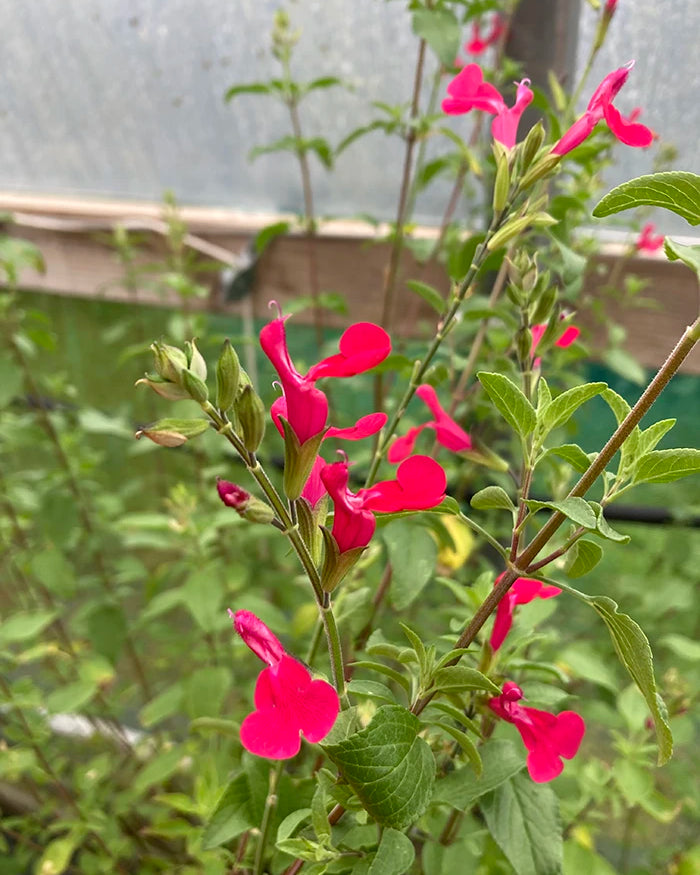 A bushy Blackcurrant Sage plant with small green leaves and vibrant spikes of cerise pink flowers, perfect for a sunny sheltered garden.