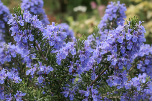 blue lagoon rosemary close up in flower