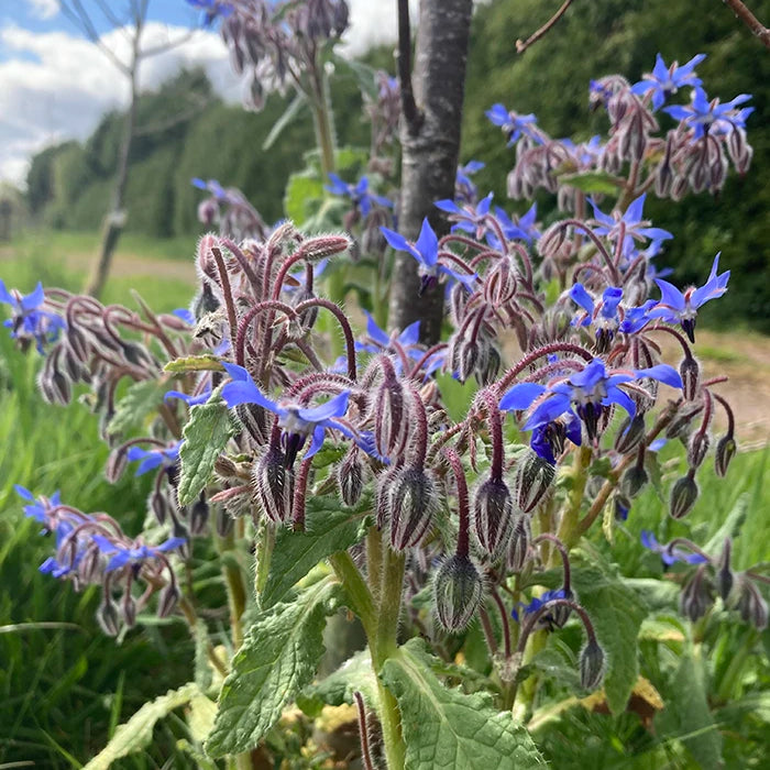 Borage