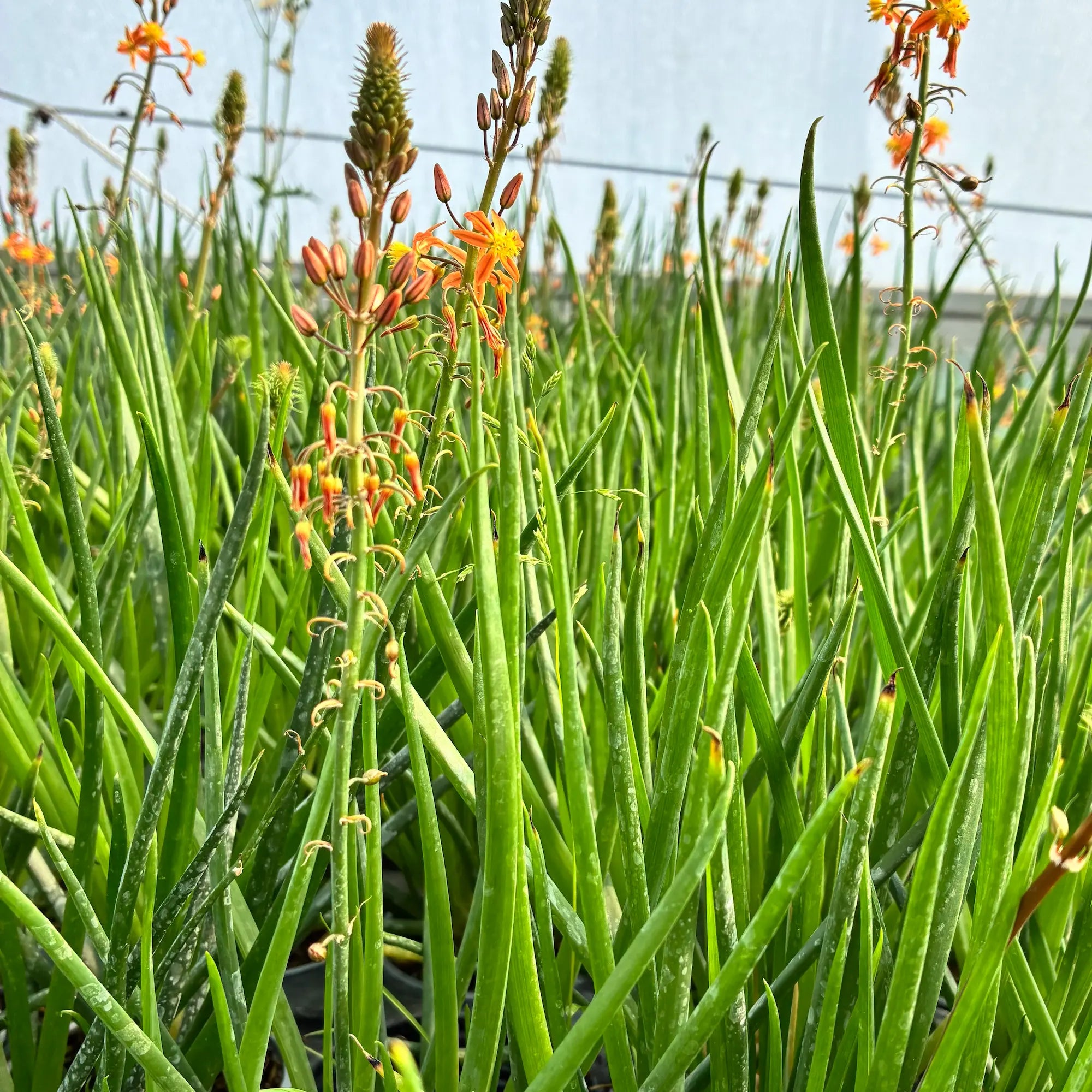 Succulent Stalked Bulbine plant with fleshy green leaves growing in 9cm recyclable pots. Bearing tall spikes of star-shaped orange and yellow flowers. Also known as Burn Jelly Plant.