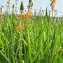 Succulent Stalked Bulbine plant with fleshy green leaves growing in 9cm recyclable pots. Bearing tall spikes of star-shaped orange and yellow flowers. Also known as Burn Jelly Plant.