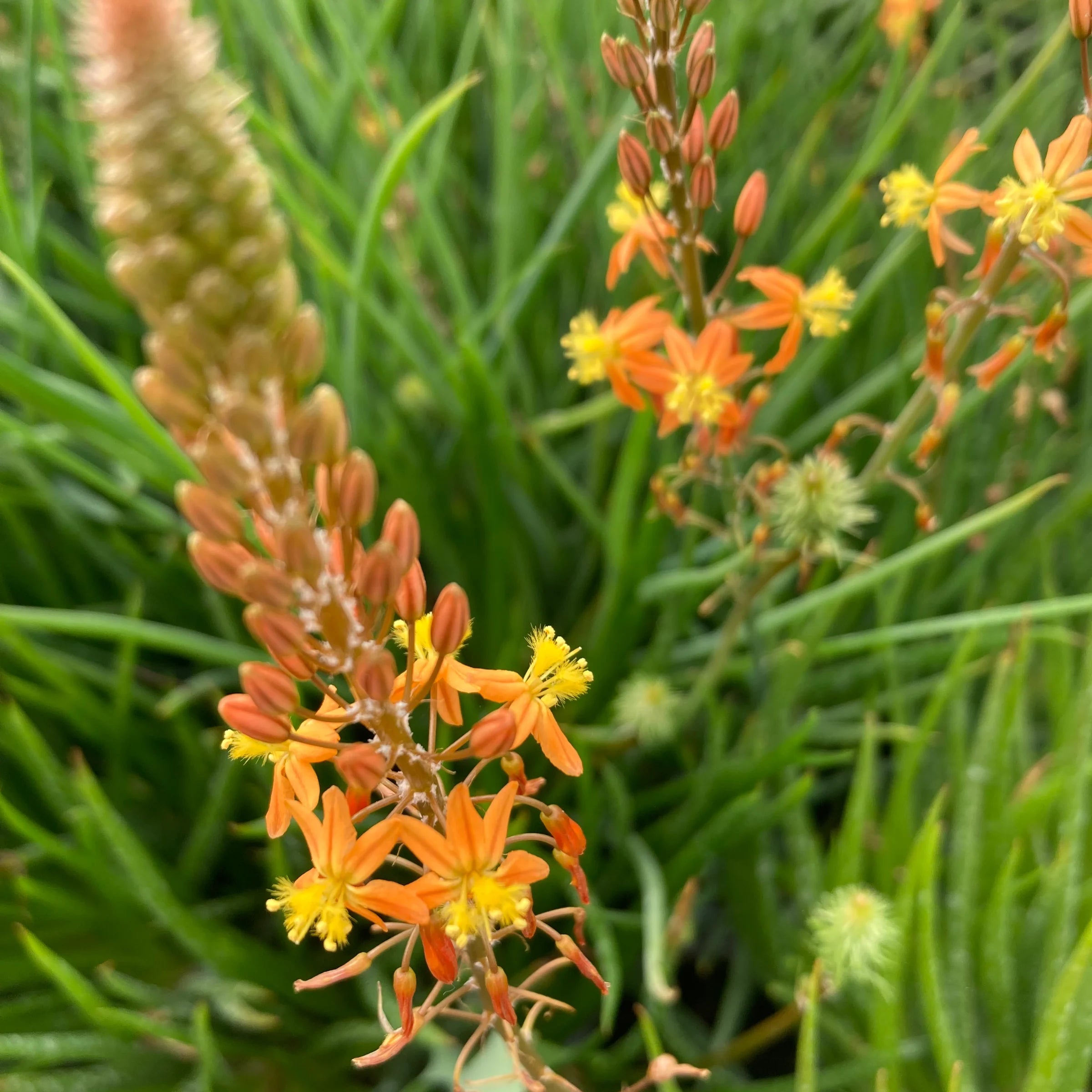 A succulent Stalked Bulbine plant or Burn Jelly Plant with fleshy green leaves and tall spikes of star-shaped orange and yellow flowers.  