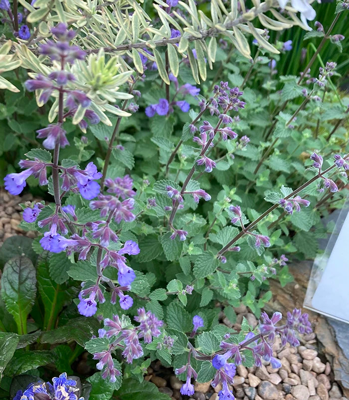 A hardy perennial Catmint plant with soft blueish-grey foliage and beautiful lavender-blue flower spikes. Grown in a recyclable pot in the UK by Kitchen Garden Plant Centre.