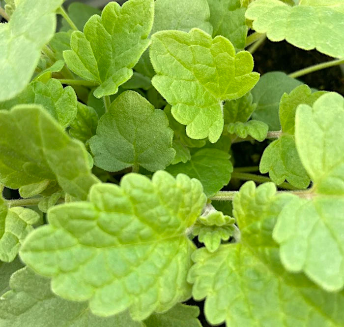 Young green Catnip leaves, healthy herb plant. 