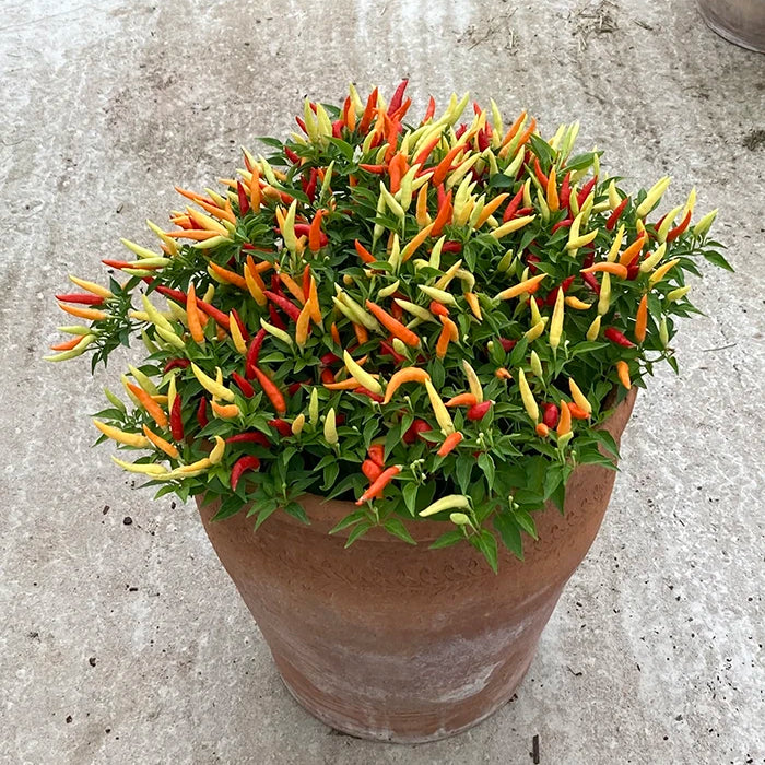 Chili Pepper 'Basket of Fire'