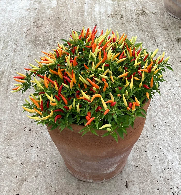 Chili Pepper 'Basket of Fire'