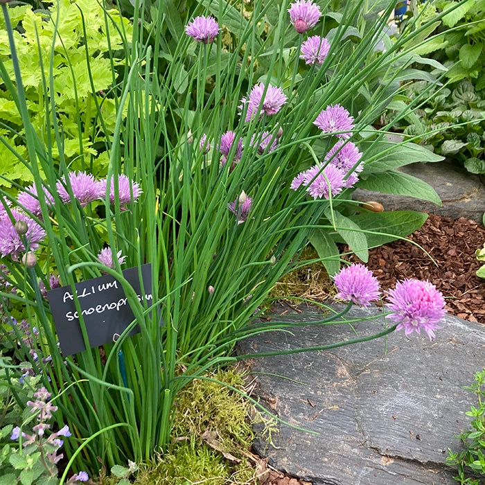 Chives