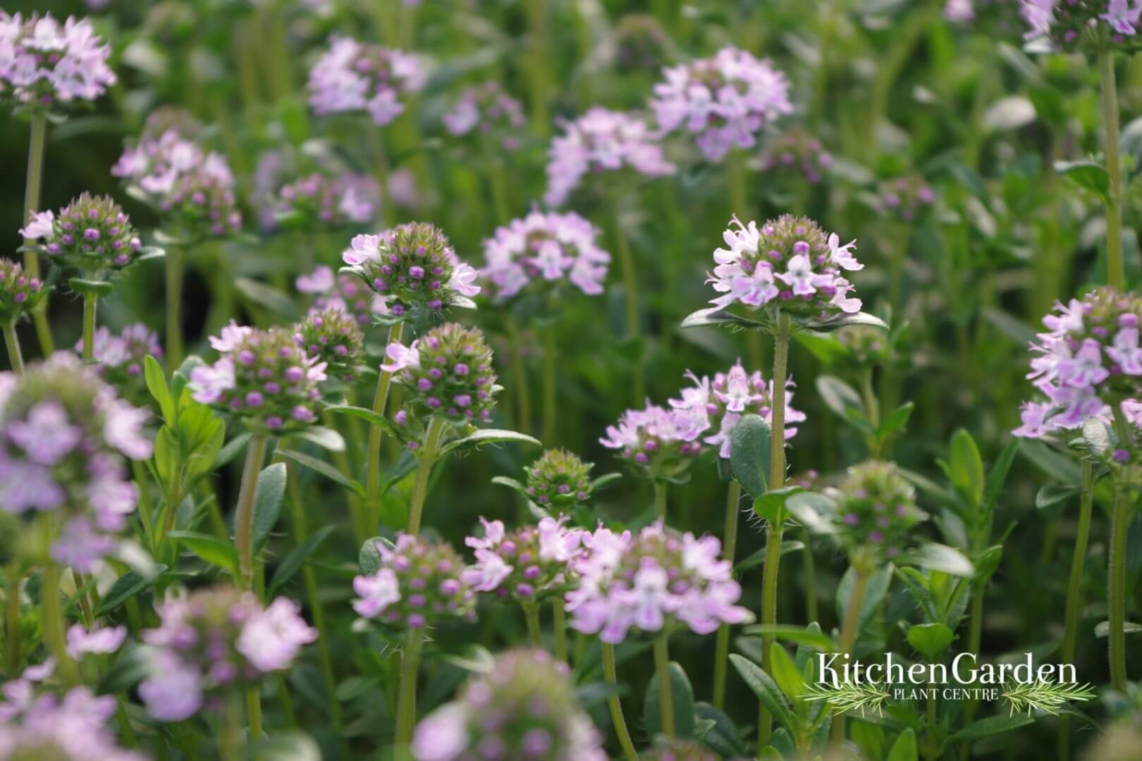 Thyme Collection- 6 Thyme varieties