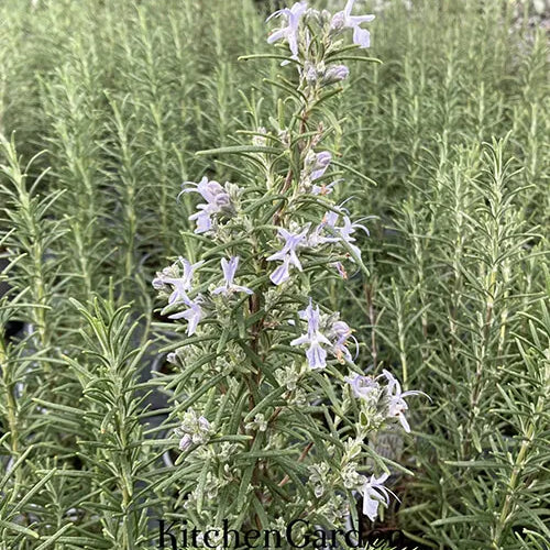 Rosemary Hedge 6 Pack