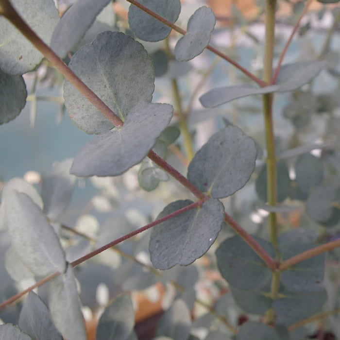 Eucalyptus