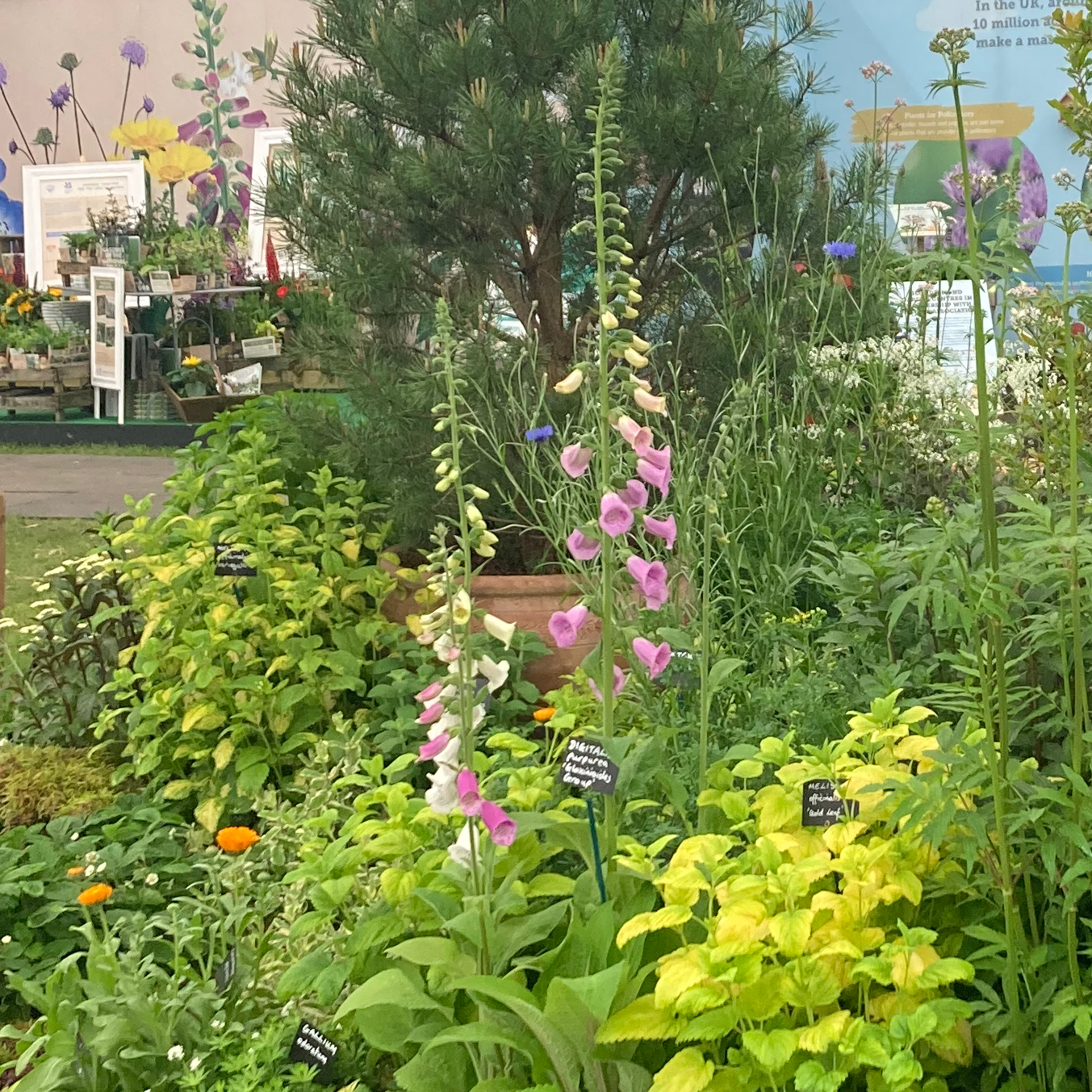 Foxglove – Kitchen Garden Plant Centre
