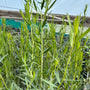 A healthy French Tarragon 'Tolergon' - Artemisia dracunculus- a hardy version of this herb plant with slender, mid-green lanceolate leaves, known for its superior aromatic flavour.