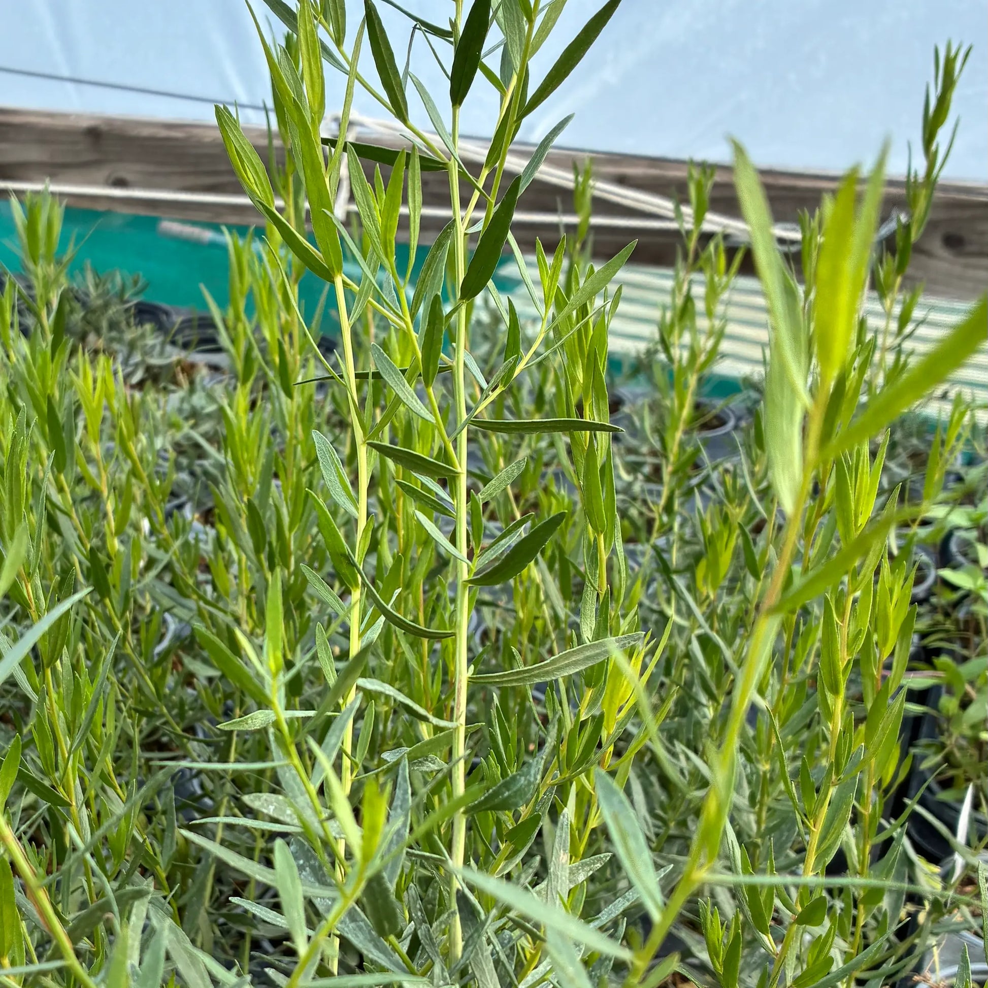 A healthy French Tarragon 'Tolergon' - Artemisia dracunculus- a hardy version of this herb plant with slender, mid-green lanceolate leaves, known for its superior aromatic flavour.