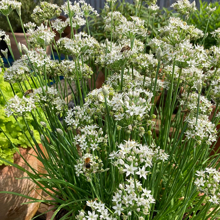 Garlic Chives