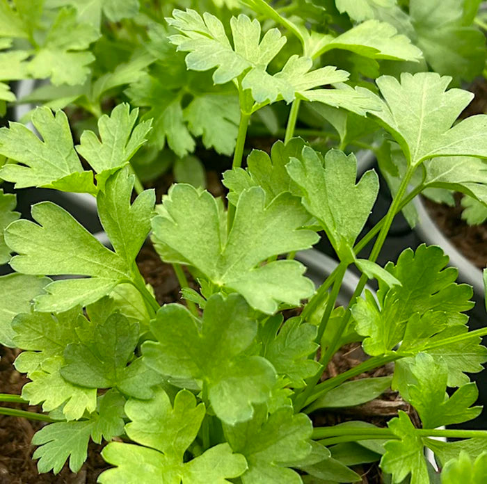 Italian Flat Leaf Parsley