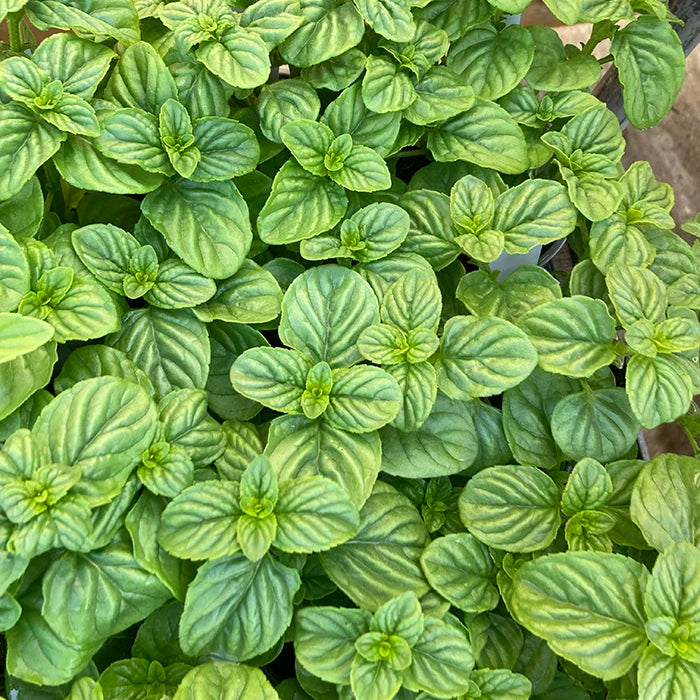 Japanese Peppermint