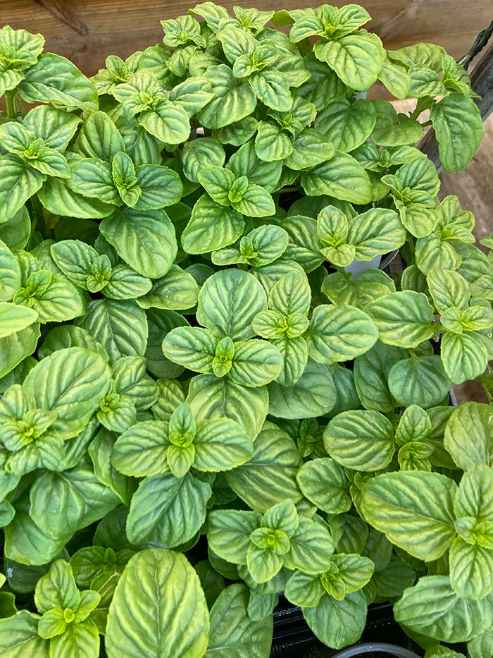 Japanese Peppermint