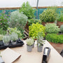 A collection of 15 healthy herb plants in 9cm recyclable pots, being wrapped in cardboard for delivery.  Featuring varieties like Lovage, Thyme Sparkling Bright, Oregano compact, French Tarragon, Sage Tricolour, Vietnamese Coriander, Pineapple mint, ready for a complete kitchen garden.