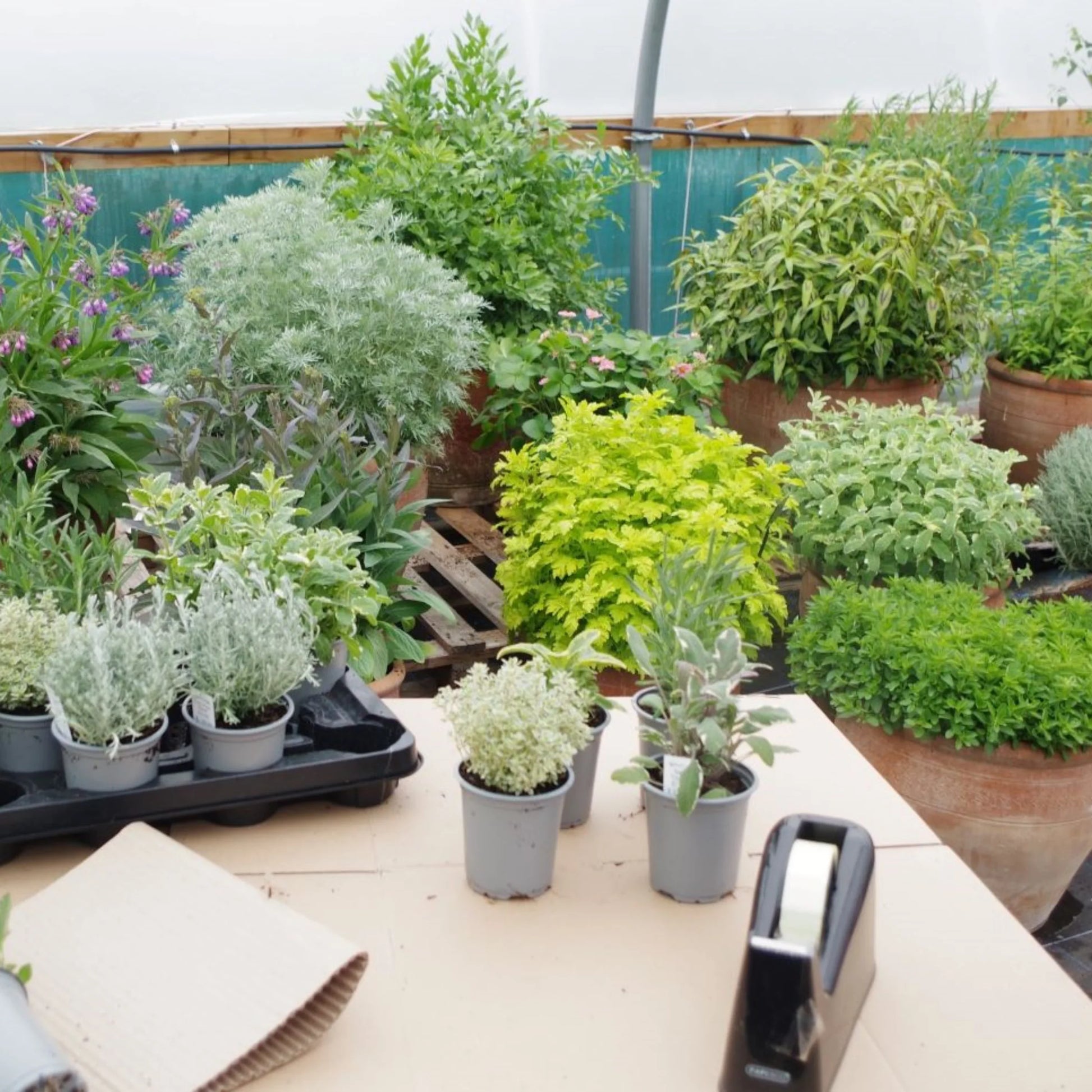 A collection of 15 healthy herb plants in 9cm recyclable pots, being wrapped in cardboard for delivery.  Featuring varieties like Lovage, Thyme Sparkling Bright, Oregano compact, French Tarragon, Sage Tricolour, Vietnamese Coriander, Pineapple mint, ready for a complete kitchen garden.