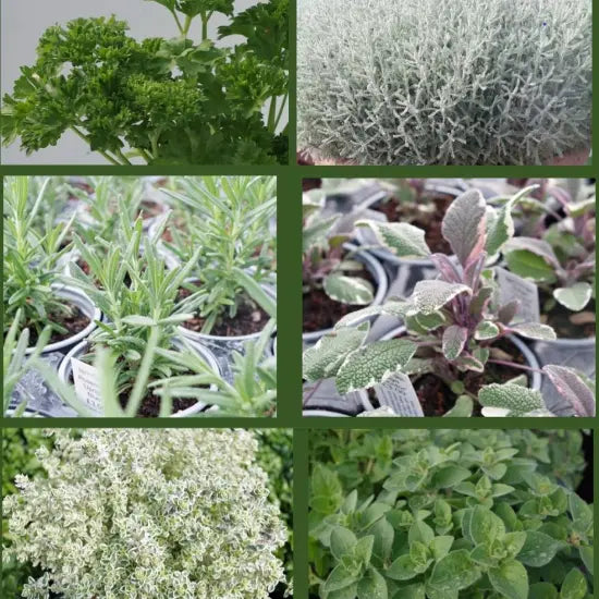 Six hardy kitchen garden herbs in 9cm pots