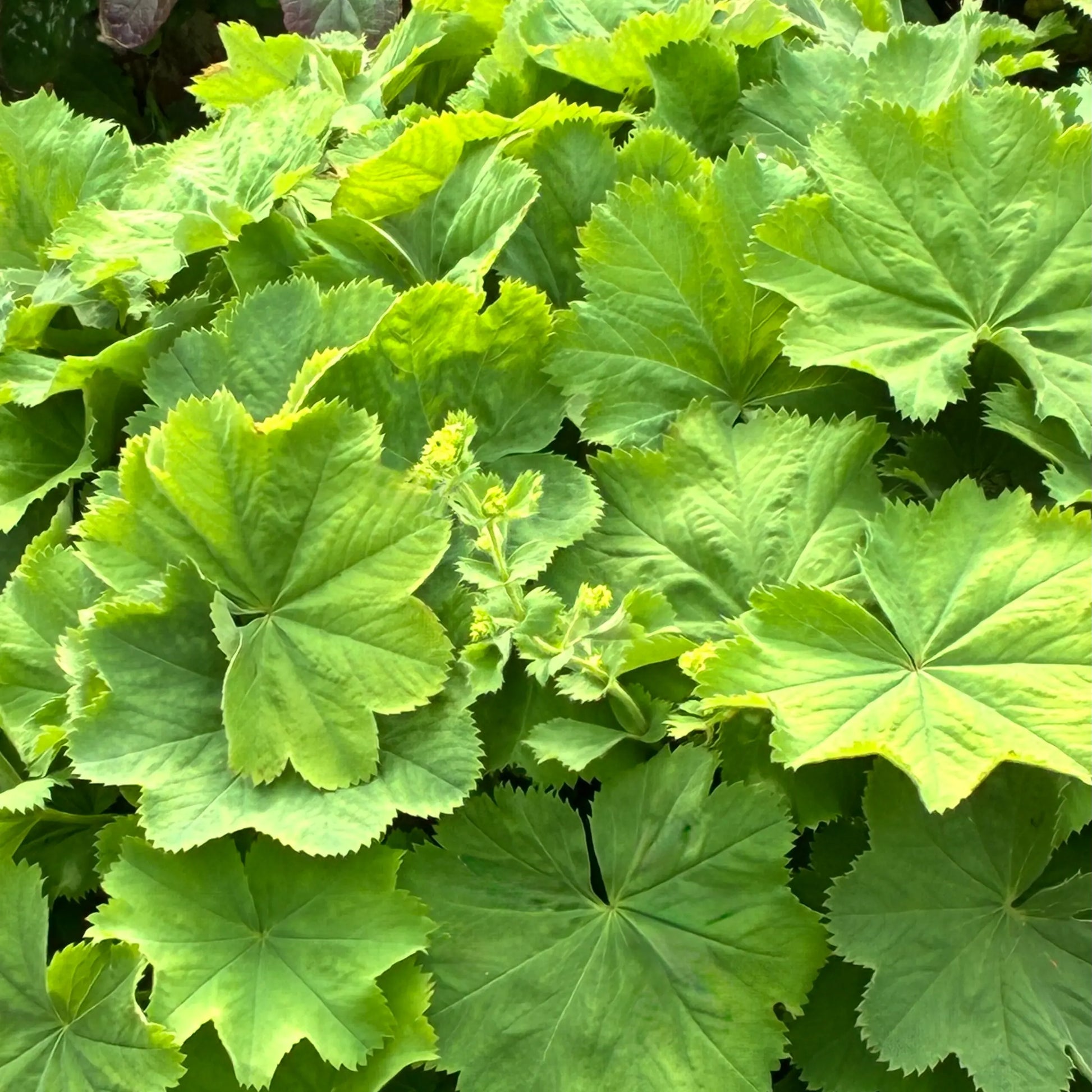 A lush Lady's Mantle ‘Thriller’ plant with large, fuzzy grey-green scalloped leaves, topped with frothy lime-yellow flowers. 