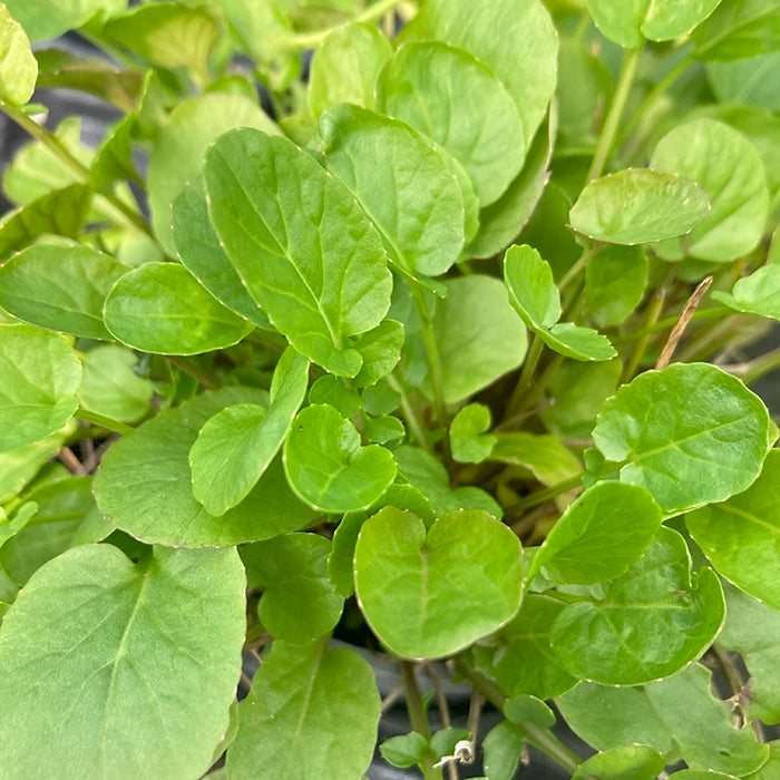 Landcress