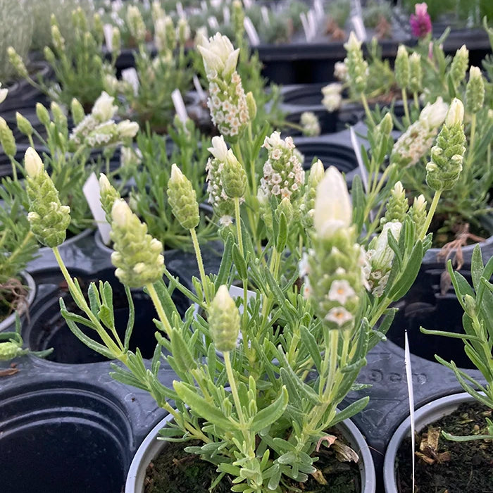 Lavender LavLov 'White'