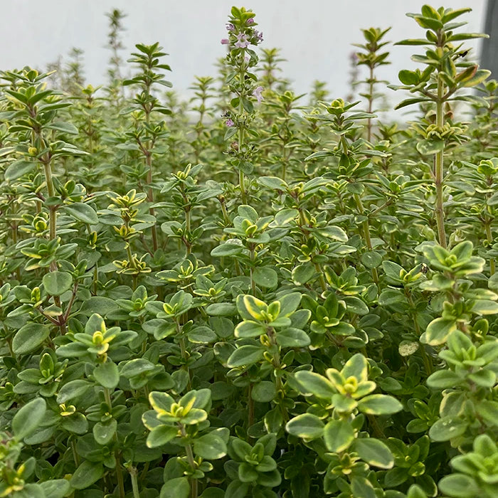 Lemon variegated Thyme