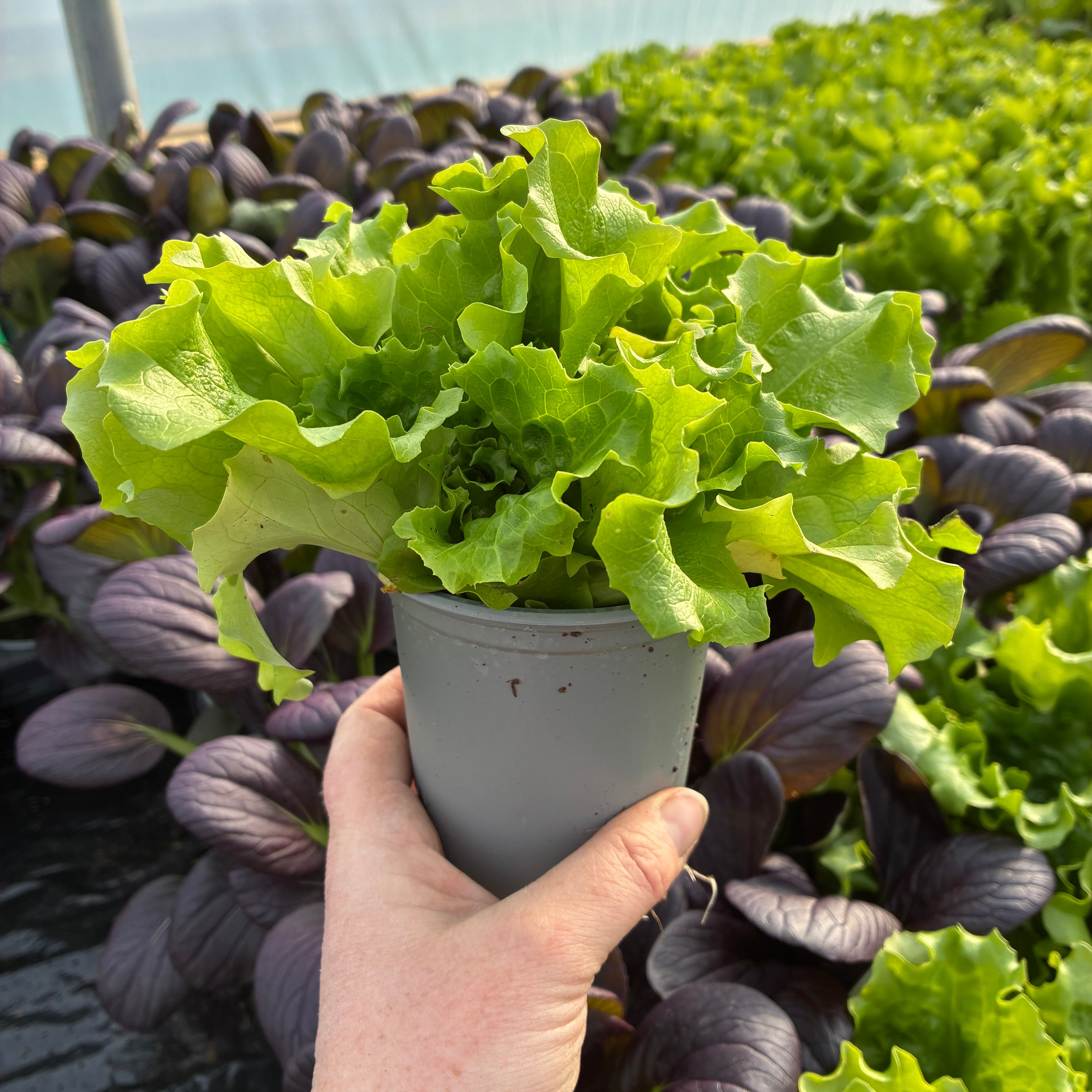 Leafy green lush lettuce in a 9cm pot 