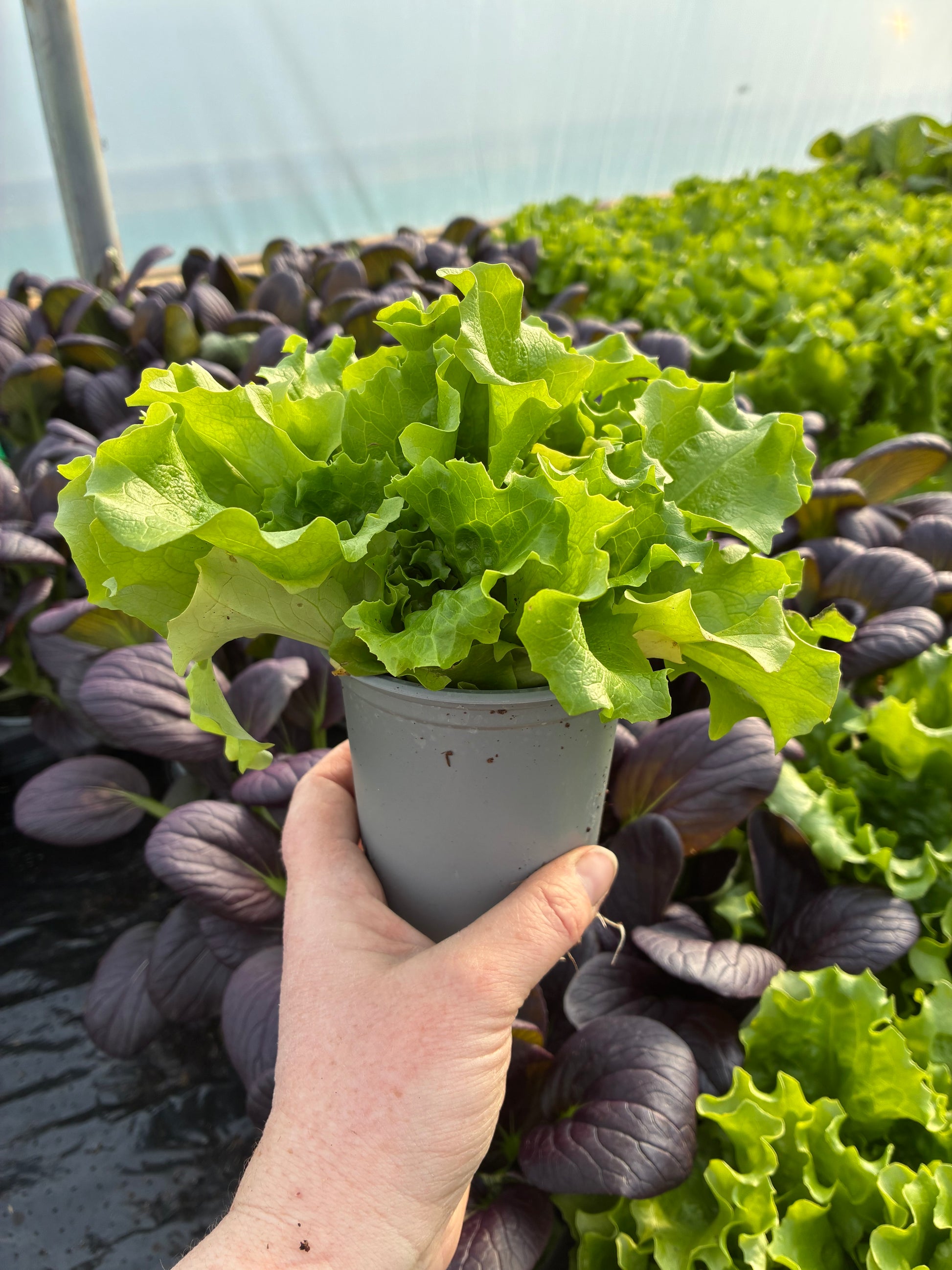Leafy green lush lettuce in a 9cm pot 