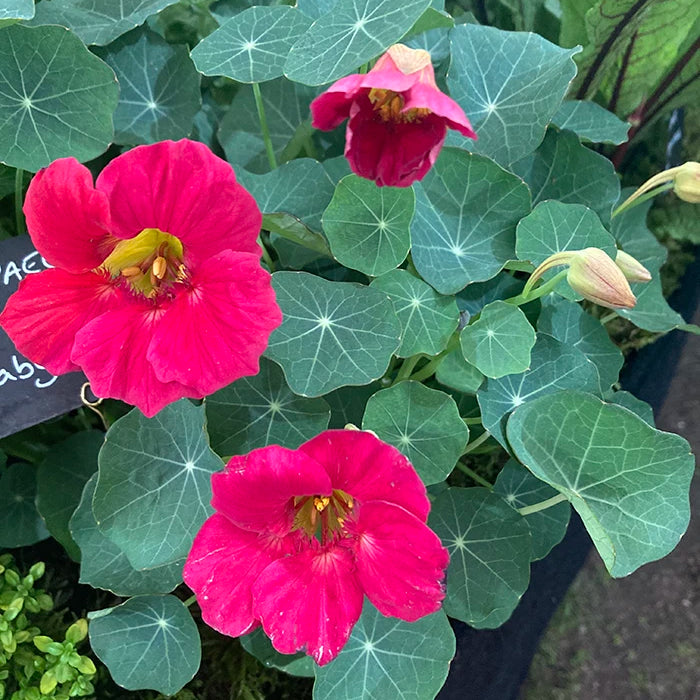 Nasturtium 'Baby Rose'