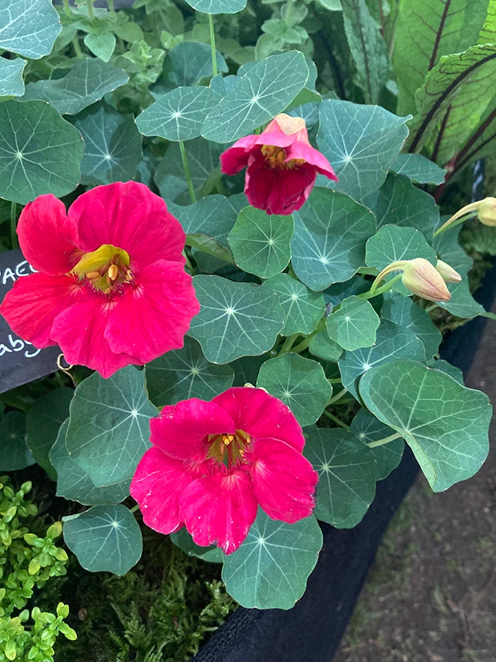 Nasturtium 'Baby Rose'