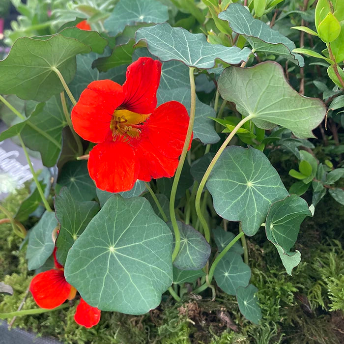 Nasturtium 'Empress of India'