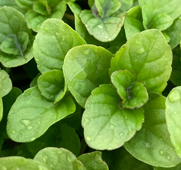 https://www.kitchengardenplantcentre.co.uk/cdn/shop/files/orange-mint.webp?v=1766456046