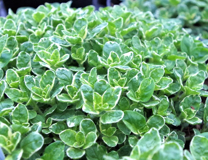 Oregano Country Cream