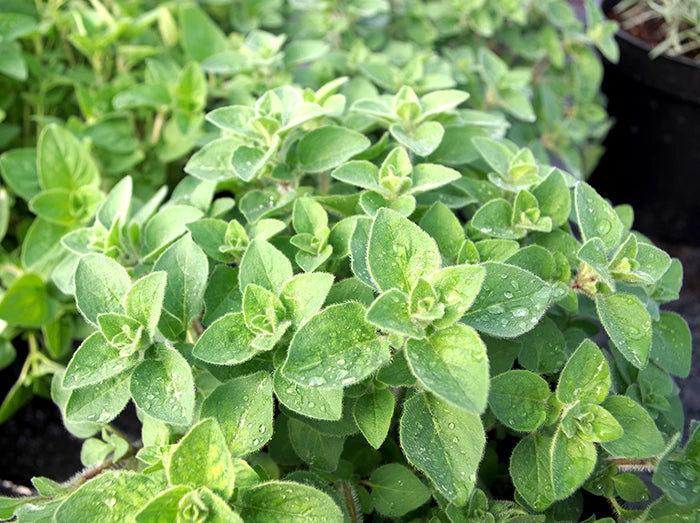 Culinary Oregano - Essential Pizza Herb - UK Grown – Kitchen Garden Plant  Centre
