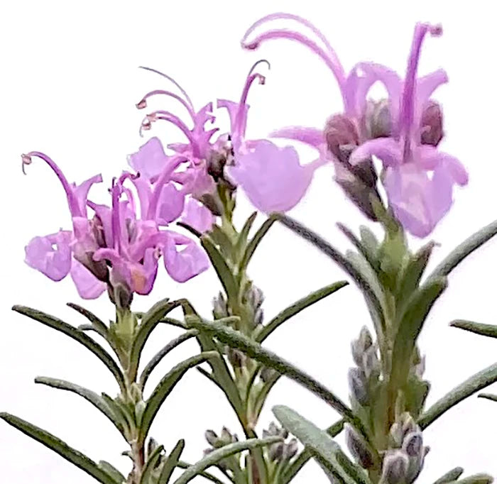 Pink Rosemary
