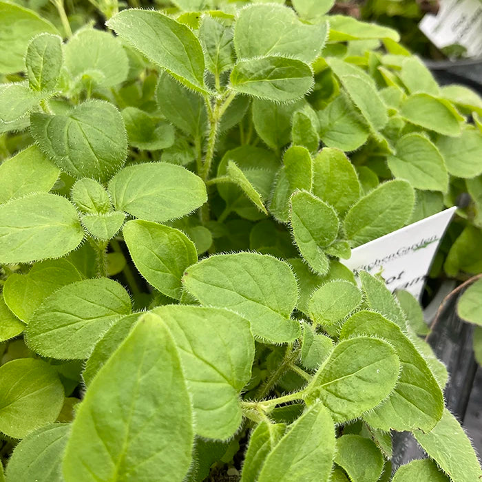 Pot Marjoram