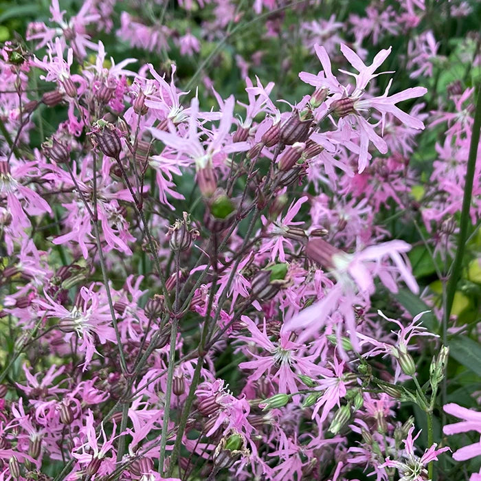 Ragged-Robin