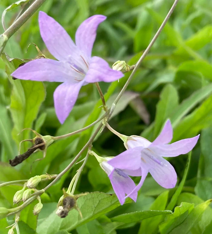 Rampion