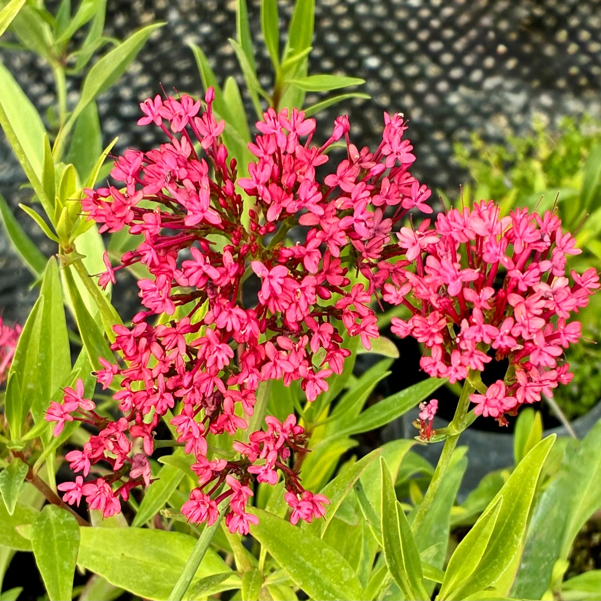 A hardy native Red Valerian plant with bushy blueish-green leaves and dense clusters of vibrant pinkish-red flowers