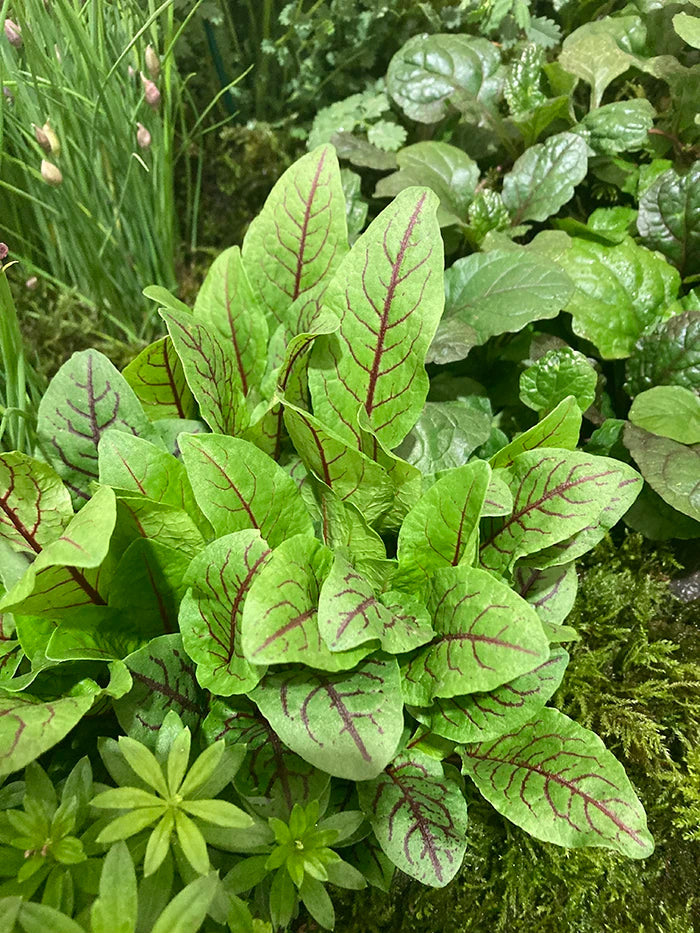 Red Veined Sorrel