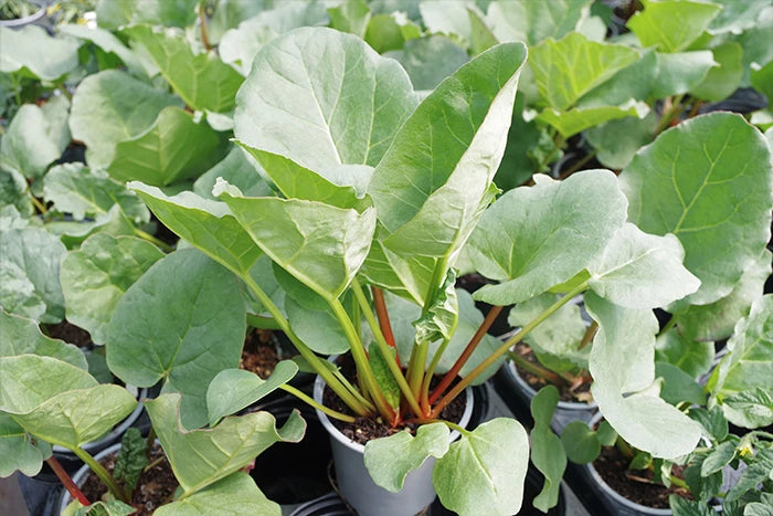 Rhubarb 'Champagne' 9cm