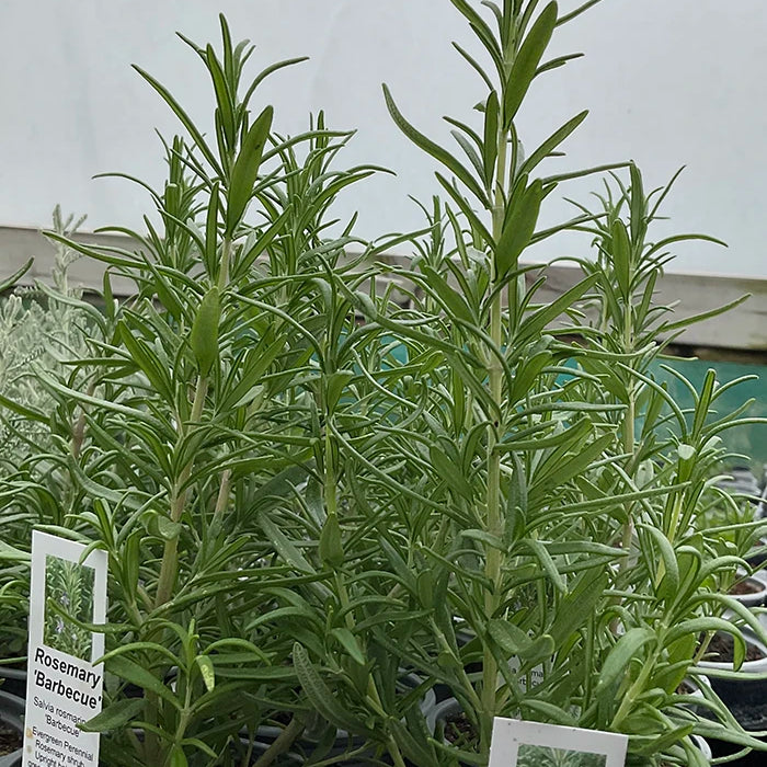 Rosemary 'Barbecue'