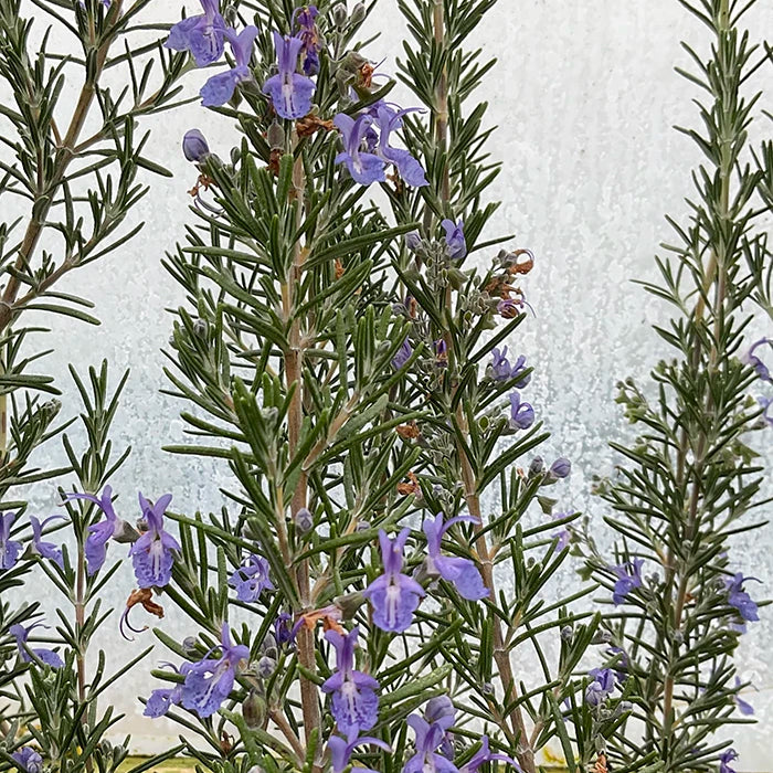 Rosemary 'Blue Lagoon'