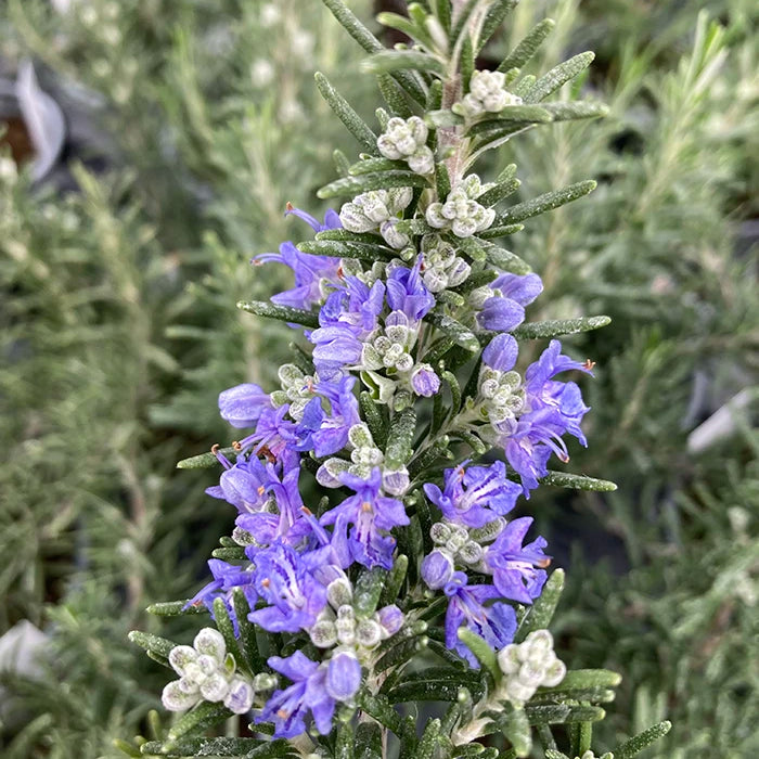 Rosemary 'Foxtail'