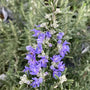 'Foxtail' Rosemary shrub, Salvia rosmarinus, showing its thick 'tail-like' branches and clusters of blue flowers.