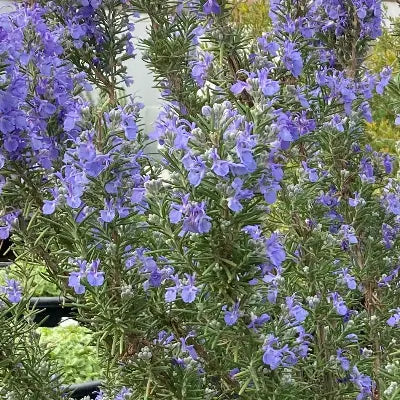A Rosemary 'Green Ginger' plant, featuring vibrant, bright green needle-like leaves known for their distinct ginger fragrance and upright growth habit and displaying bright blue flowers