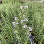 A selection of individual Rosemary plants in 9cm pots, ready for planting as a fragrant low garden hedge, showing blue flowers.