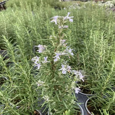 A selection of individual Rosemary plants in 9cm pots, ready for planting as a fragrant low garden hedge, showing blue flowers.